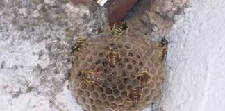 PC Tulancingo rescata enjambres de insectos polinizadores