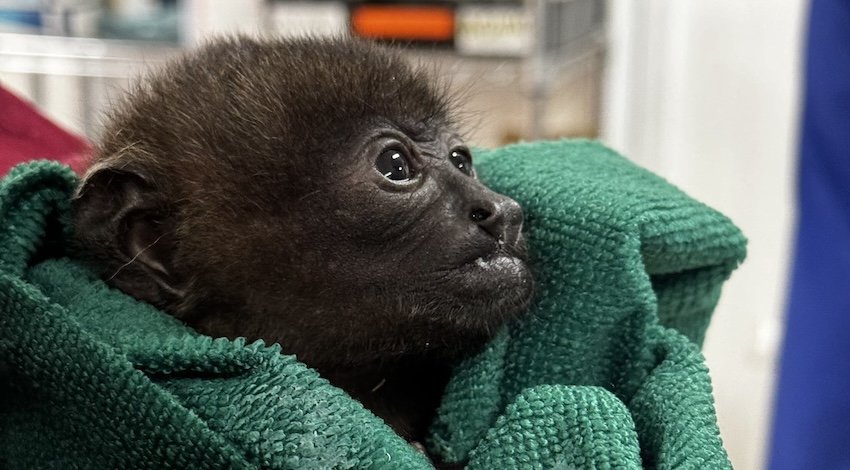 Denuncian muerte de crías de mono saraguato por traslado forzado - Énfasis