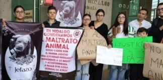 Denuncias por maltrato animal deben contener datos del agresor