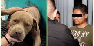 Se queda en prisión el agresor del perrito ‘Jefazo’