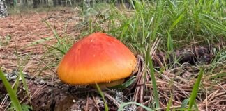 Festival del hongo Epazoyucan 2024