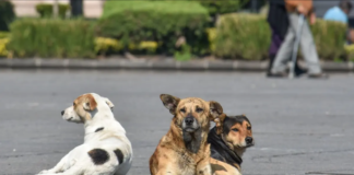 Habitantes denuncian envenenamiento de perros en Zacualtipán