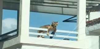 Movilización en San Juan del Río por avistamiento de león en terraza de una casa