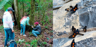 Semarnath instala cámaras trampa para el monitoreo de la fauna en la región Otomí-Tepehua