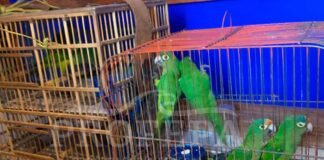 Rescata Profepa 10 pericos en tianguis de Ixmiquilpan