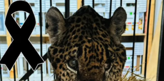 Murió «Pacus», jaguar rescatado en Pacula, Hidalgo