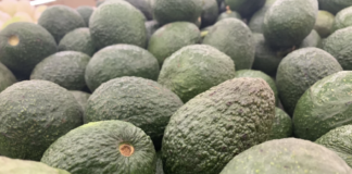 Declaran nuevas zonas libres de plagas reglamentadas del aguacatero en México