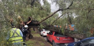 Cae pesado árbol sobre auto en la avenida Cuesco