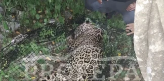 Fallece jaguar Pacus informa Fundación Invictus
