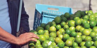 México se mantiene como líder global en exportación de limón