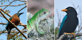 México ya cuenta con 227 Áreas Naturales Protegidas federales