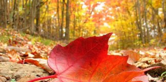 ¡Bienvenido otoño 2024!