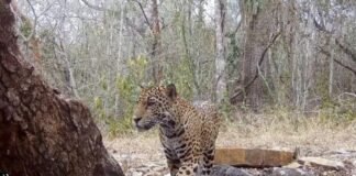 Rescatan a Jaguar en estado critico en la Huasteca Hidalguense