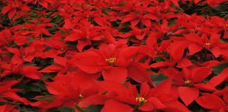 Inicia venta de flor de Nochebuena en Ciudad de México