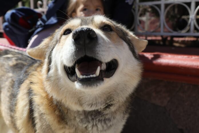 Dan inicio 1400 esterilizaciones para lomitos y michis en Pachuca