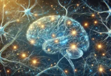 Hallan firma cerebral asociada a la pérdida de placer por estrés