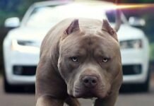 Niño de 4 años muere tras ataque de pitbull en Chihuahua