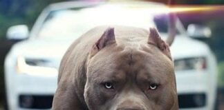 Niño de 4 años muere tras ataque de pitbull en Chihuahua