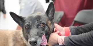 Avanza con éxito la jornada de esterilización de perritos y gatos en Pachuca