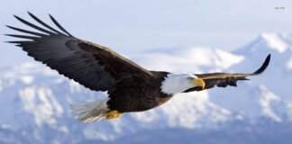 El águila calva se convierte oficialmente en el ave nacional de EE.UU