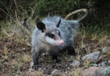 Pachuca libera en el bosque de El Chico a 12 especies rehabilitadas