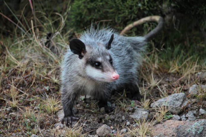 Unidad de Fauna Silvestre en Pachuca libera a 12 especies rehabilitadas