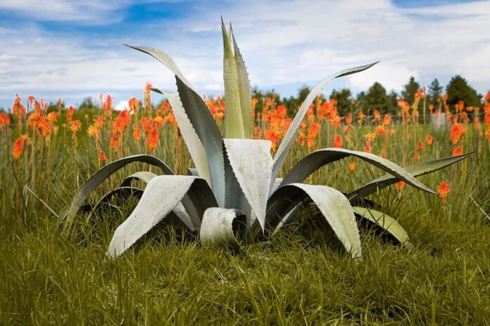 e4aa1a8a-2717-4815-a60a-ec7fa333f6be