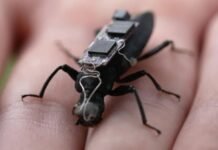 Los insectos cyborg pueden ser el futuro de los rescates en zonas de desastre