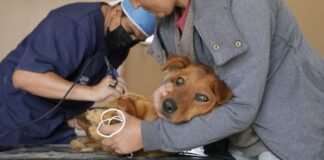 Municipios deben impulsar la esterilización de mascotas