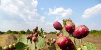 Patenta UAEH biofertilizante a partir de nopal