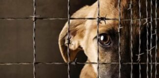 PGJEH llama a denunciar actos de maltrato animal