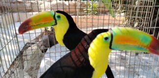 Convocan a jóvenes para unirse al voluntariado de Fauna Silvestre