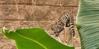 Xalt, el tigrillo rescatado en Jaltocán, avanza en su recuperación