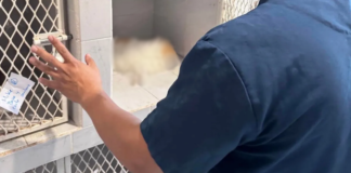 Perrita fue por un baño y muere en veterinaria de Pachuca; denuncian negligencia