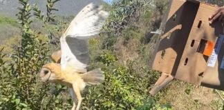 Nueva liberación de ejemplares de fauna silvestre en Hidalgo