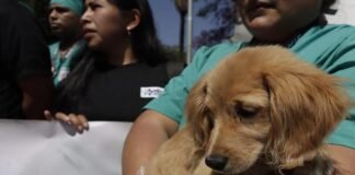 Anuncian nueva jornada de esterilización para perros y gatos