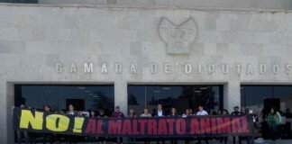 Presenta Avelino Tovar, iniciativa contra las corridas de toros