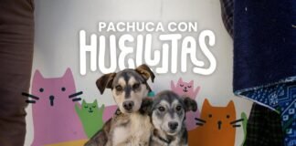 Exitosas jornadas de esterilización ‘Pachuca con Huellitas’