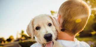 Hidalgo reconoce a los animales como seres sintientes en su Constitución