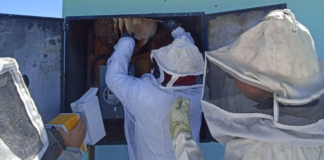 Tulancingo ha atendido 44 enjambres de abejas y avispas durante primer trimestre del año