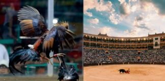 Una consulta pública podría definir la continuidad de las peleas de gallos en CDMX