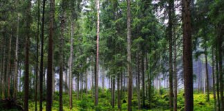 Científicos UAEH colaboran en el control de plaga en bosques de Hidalgo