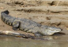 Cocodrilo ataca a niño de ocho años en laguna de Oaxaca