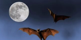 Campamento “Noches de Murciélagos” en Iztapalapa