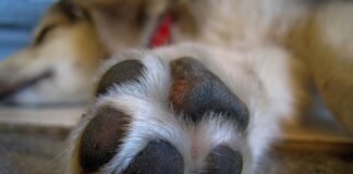 Villa de Tezontepec: sujeto mata a balazos a una perrita