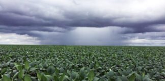 El monzón mexicano se establece en el noroeste del país