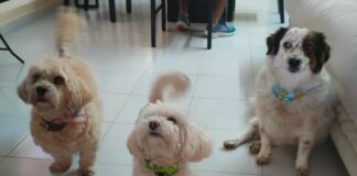 Día Mundial del Perro: para reflexionar y actuar por el bienestar animal