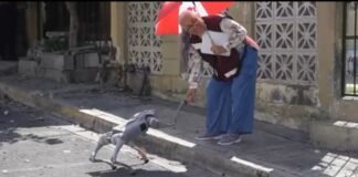 Lanzan la campaña “Waldog” para promover el bienestar animal