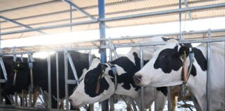 Hidalgo, libre del gusano barrenador: Saderh