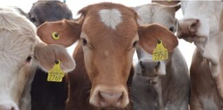 Anuncian reapertura gradual para la exportación de ganado mexicano